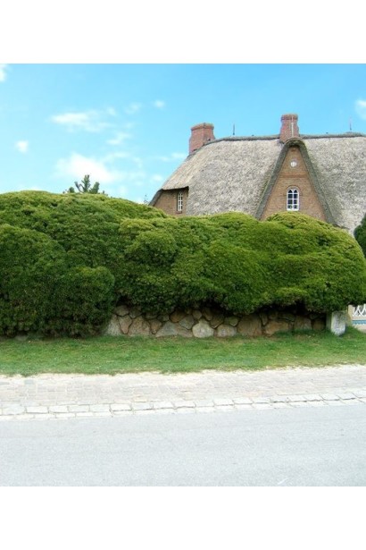 Низькоросла сосна Мугус для садових композицій.